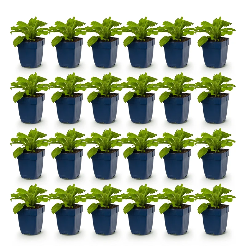 Digitalis Tricolour - Vingerhoedskruid - Schaduw - Roze - Paars - Wit - 24 Planten