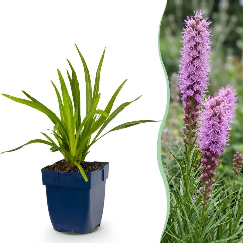 Liatris spicata - Lampenkruid - Paars - 12 Planten