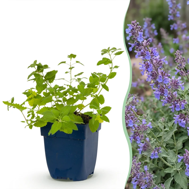 Nepeta faassenii 'Six Hills Giant' - Kattenkruid - Paars - 12 Planten