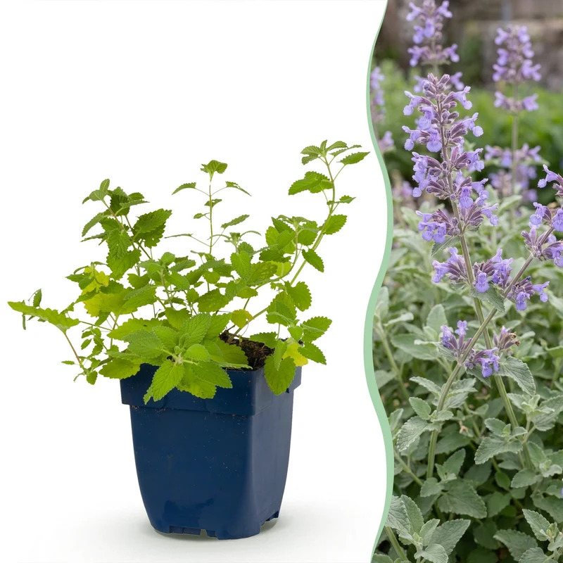 Nepeta faassenii - Kattenkruid - Paars