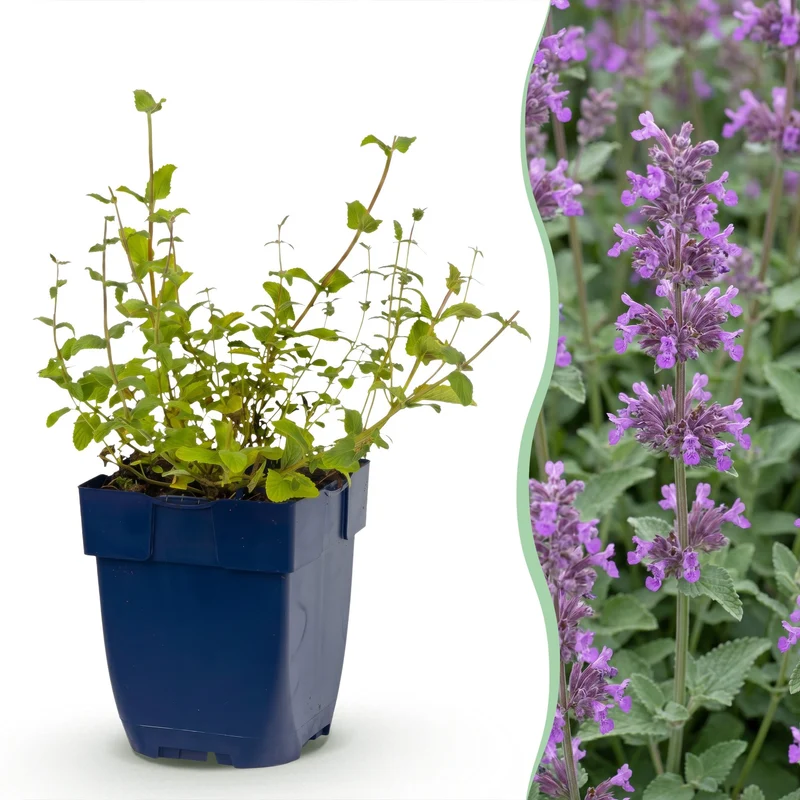 Nepeta rac. Grog - Kattenkruid - Blauw