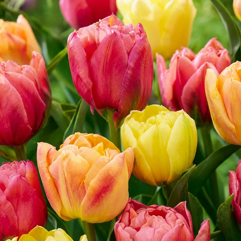 12x Tulipa Symbiosa mix - Tulp Symbiosa mix - Voorjaarsbloeier - Bolmaat 11/12