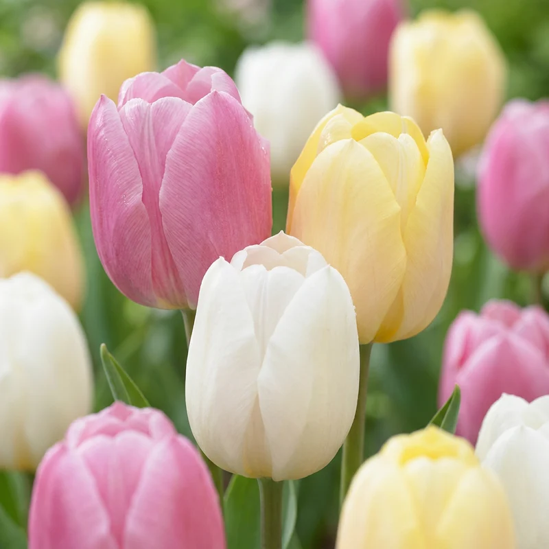12x Tulipa Sorbet mix - Tulp Sorbet mix - Voorjaarsbloeier - Bolmaat 11/12