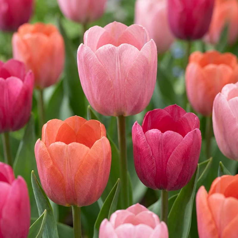 20x Tulipa Positive Vibe - Tulp Positive Vibe - Voorjaarsbloeier - Bolmaat 11/12