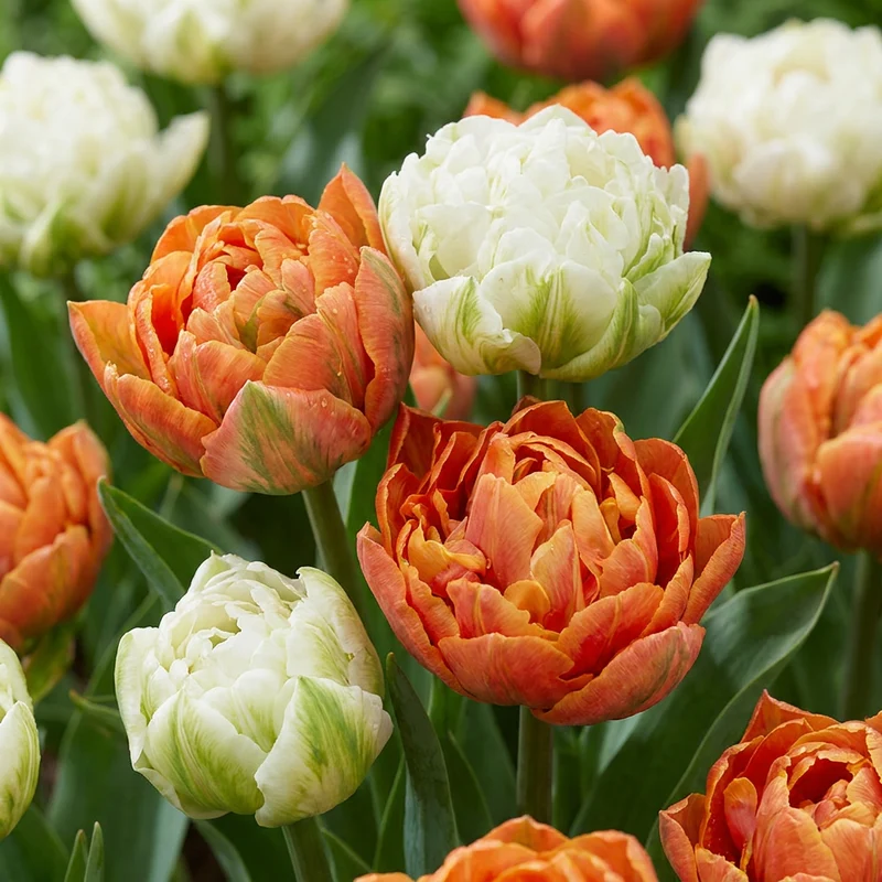 48x Tulipa Candle Light - Tulp Candle Light - Voorjaarsbloeier - Bolmaat 11/12