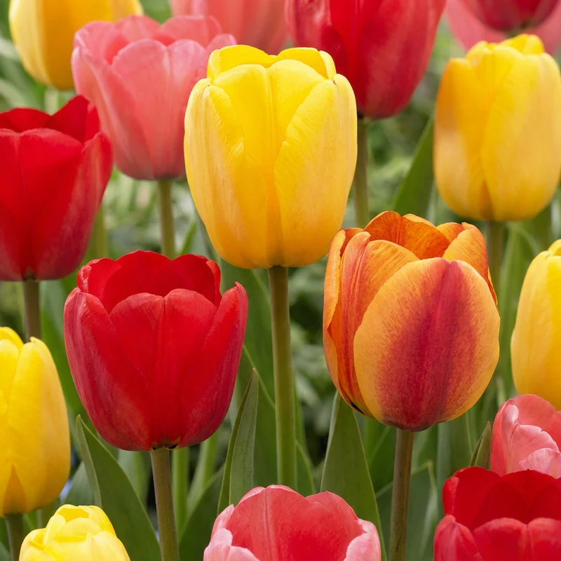 60x Tulipa Darwin Hybride mix - Darwin-tulp mix - Voorjaarsbloeier - Bolmaat 11/12