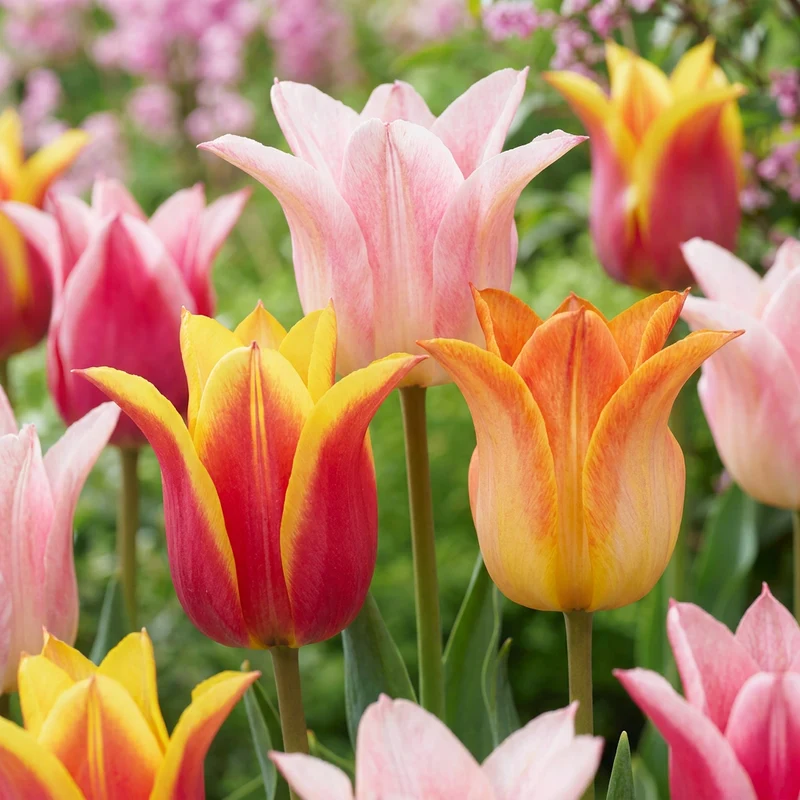 12x Tulipa Ballade mix - Lelievormige tulp Ballade mix - Voorjaarsbloeier - Bolmaat 11/12