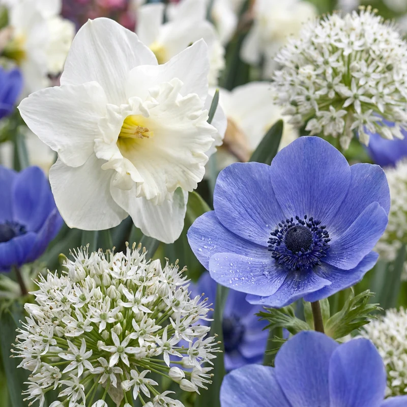 35x Bulb Sunny Garden - Zonnige tuinbol - Zomerbloeier - Bolmaat 10/12