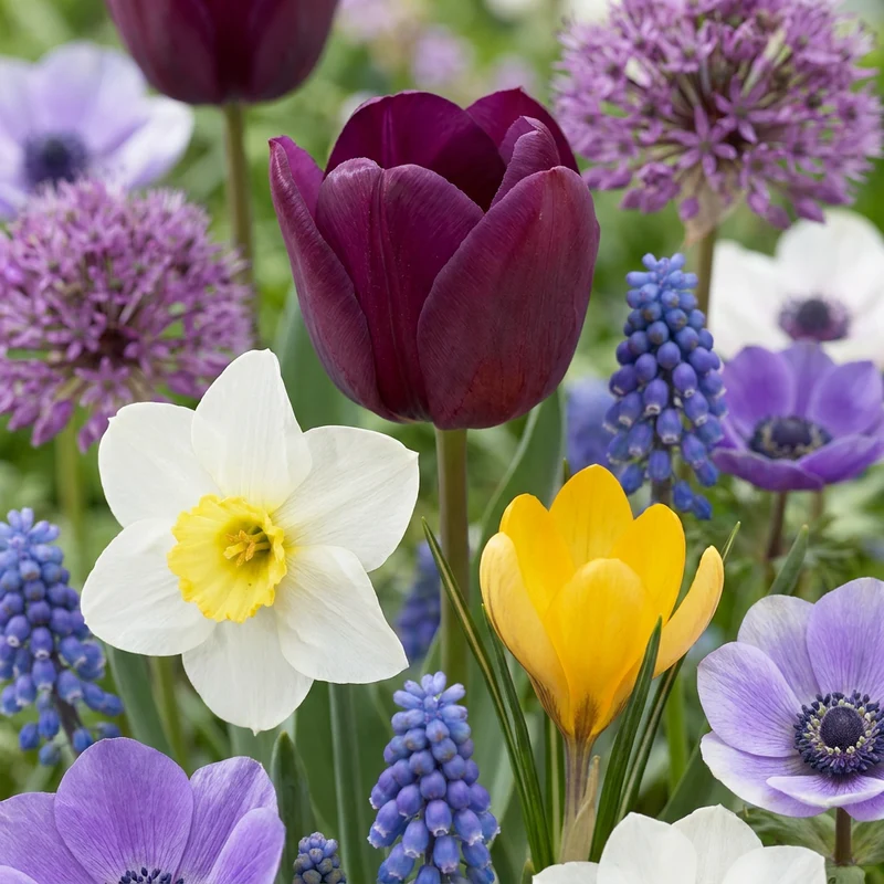 1000x Bulb Garden Mix - Bollentuinmix - Zomerbloeier - Bolmaat 10/12