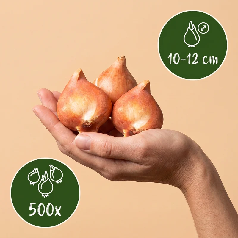 500x Bulb Garden Mix - Bollentuinmix - Zomerbloeier - Bolmaat 10/12