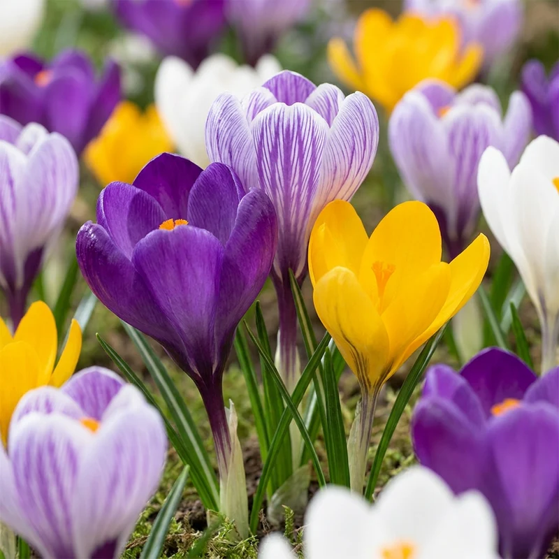 120x Crocus Large Flowering Mix - Grootbloemige krokus mix - Voorjaarsbloeier - Bolmaat 7/8