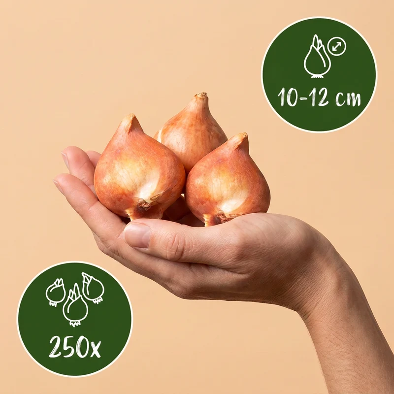 250x Bulb Garden Mix - Bollentuinmix - Zomerbloeier - Bolmaat 10/12