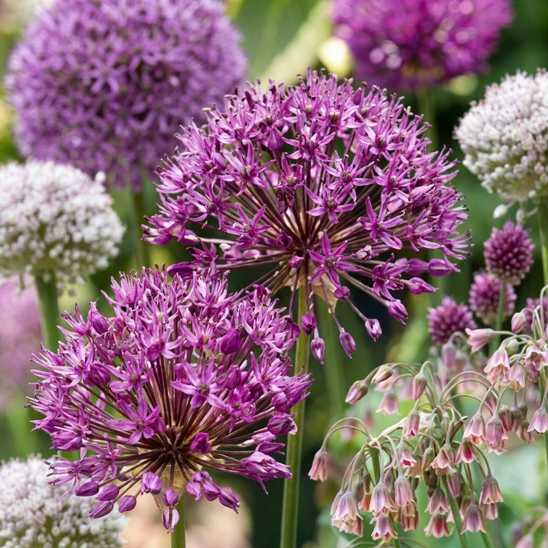 320x Bulb Garden Allium - Bollentuinsierui - Zomerbloeier - Bolmaat 10/12