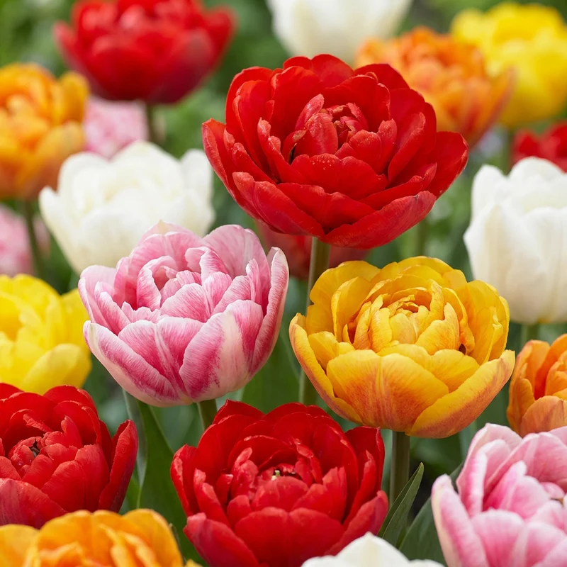 60x Tulipa Double mix - Gevulde tulp mix - Voorjaarsbloeier - Bolmaat 11/13