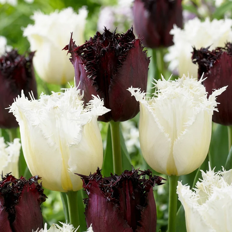 15x Tulipa Breakdance mix - Tulp Breakdance mix - Voorjaarsbloeier - Bolmaat 11/12