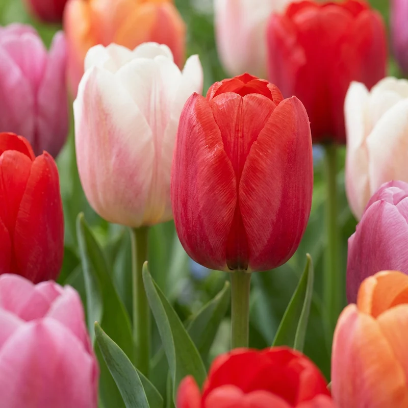 30x Tulipa Glowing with pride - Tulp Glowing with pride - Voorjaarsbloeier - Bolmaat 11/12