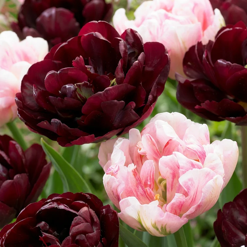 12x Tulipa Sweet Desire mix - Tulp Sweet Desire mix - Voorjaarsbloeier - Bolmaat 11/12