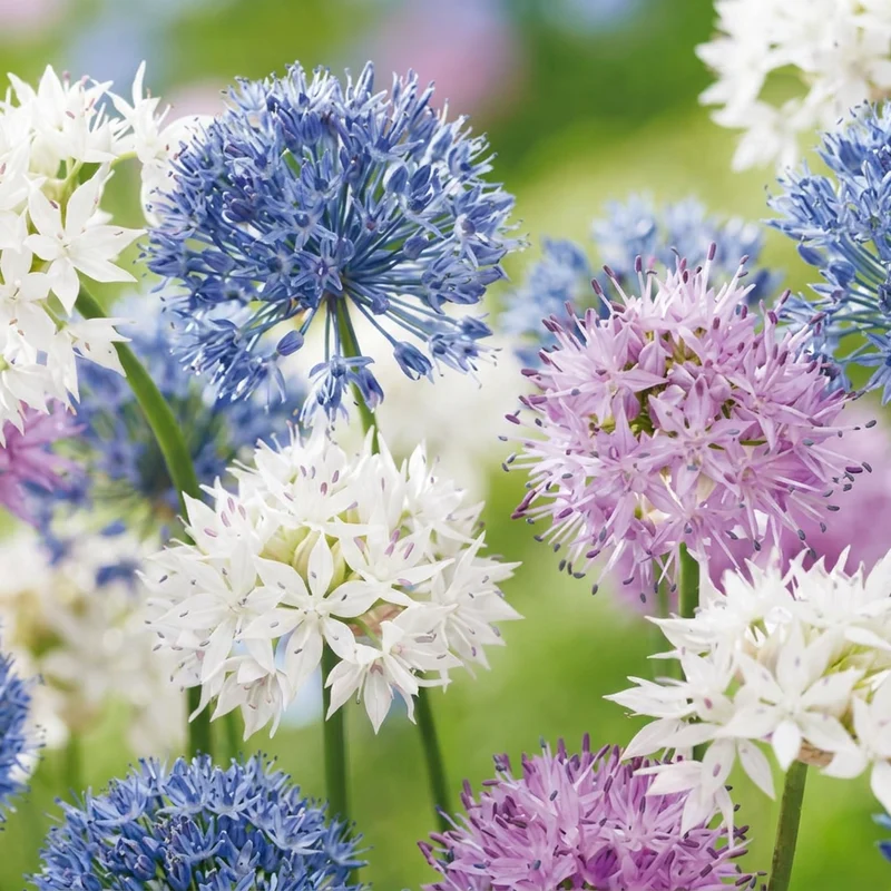 120x Allium Buzzing Beauties - Sierui Buzzing Beauties - Zomerbloeier - Bolmaat 6/7
