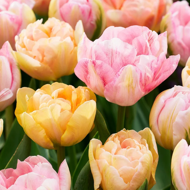 12x Tulipa Peaches & Kisses - Tulp Peaches & Kisses - Voorjaarsbloeier - Bolmaat 11/12