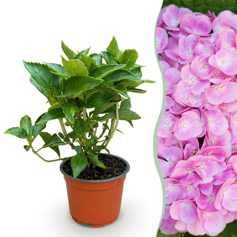 Bolhortensia roze, heester met roze bloembollen