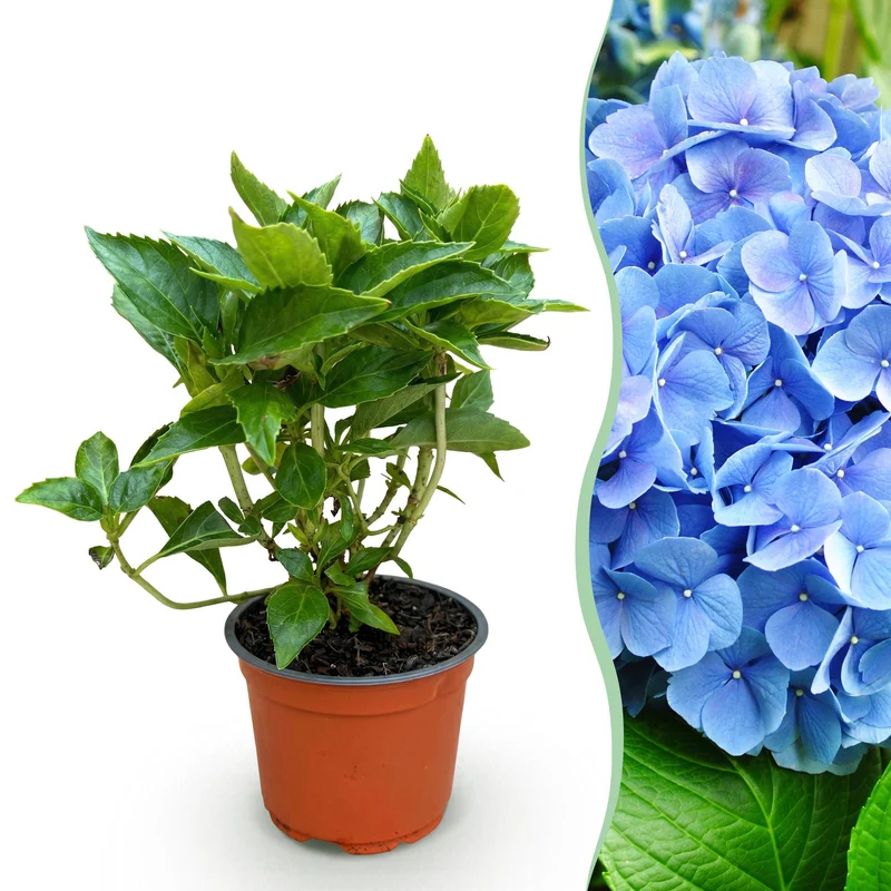 Bolhortensia blauw, heester met blauwe bloembollen