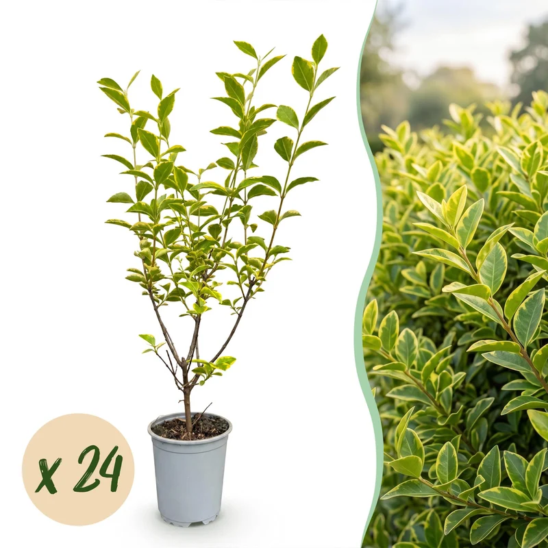 Bontbladige liguster Aureum, haagplant (24 stuks)