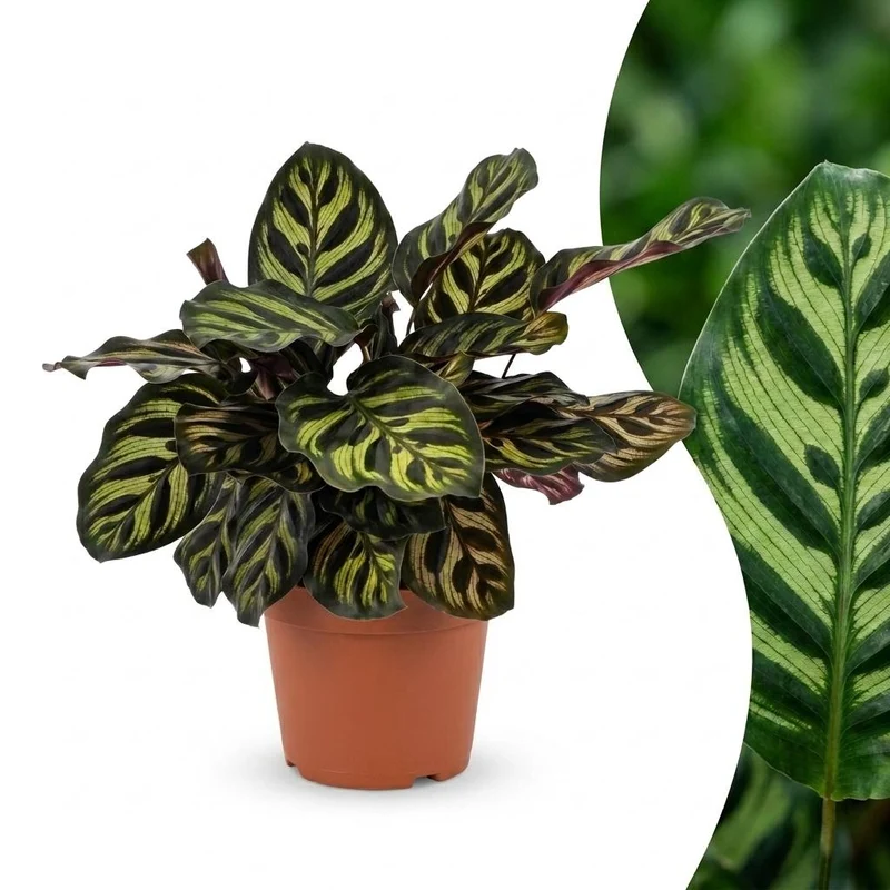 Calathea Makoyana - Pauwenplant