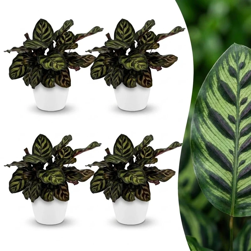 4x Calathea Makoyana - Pauwenplant met witte pot