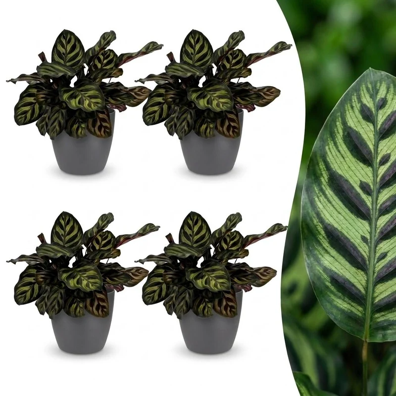 Calathea Makoyana - Pauwenplant - 4 Planten - met grijze pot