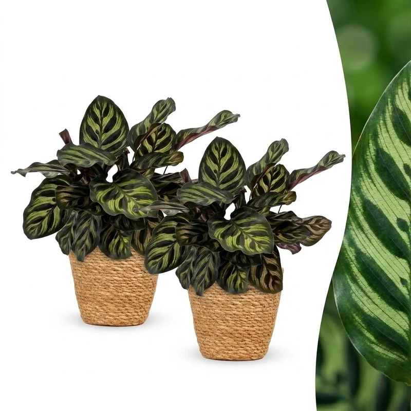 2x Calathea Makoyana - Pauwenplant met Mand