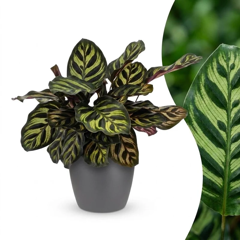 Calathea Makoyana - Pauwenplant - met grijze pot