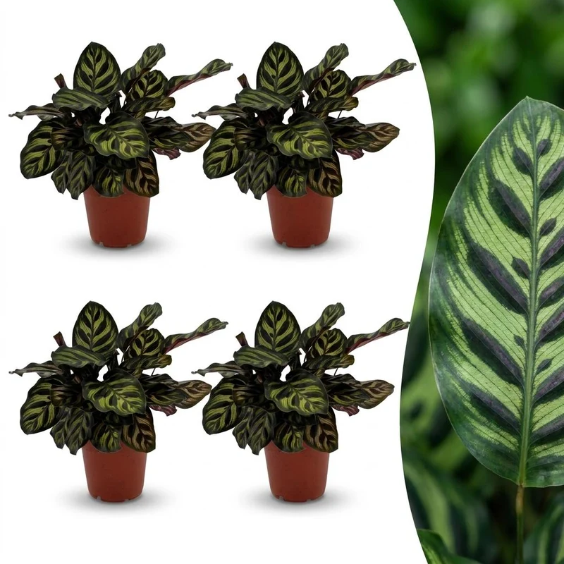 4x Calathea Makoyana - Pauwenplant