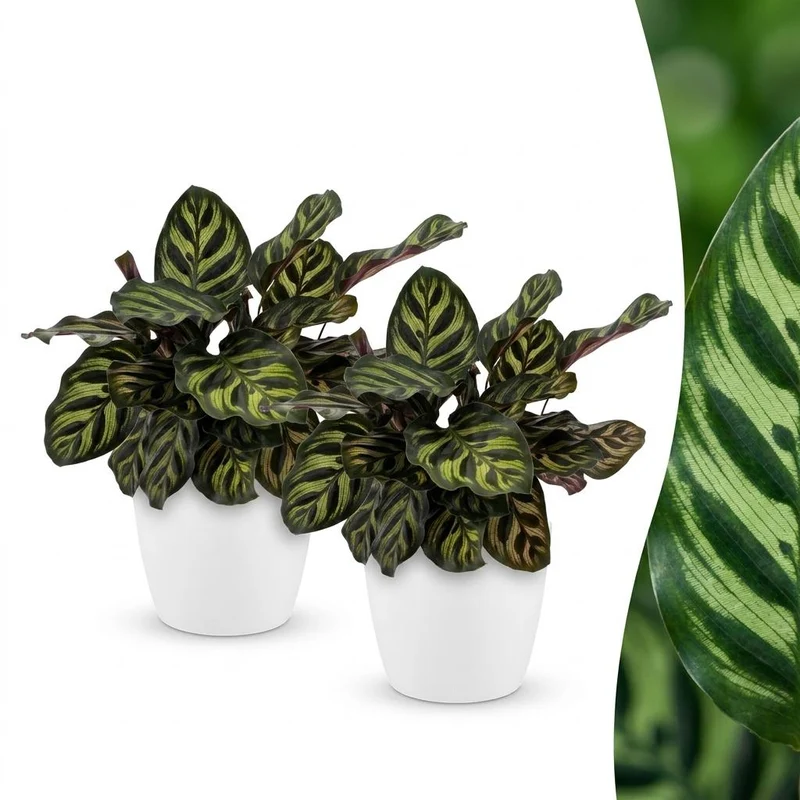 2x Calathea Makoyana - Pauwenplant met witte pot