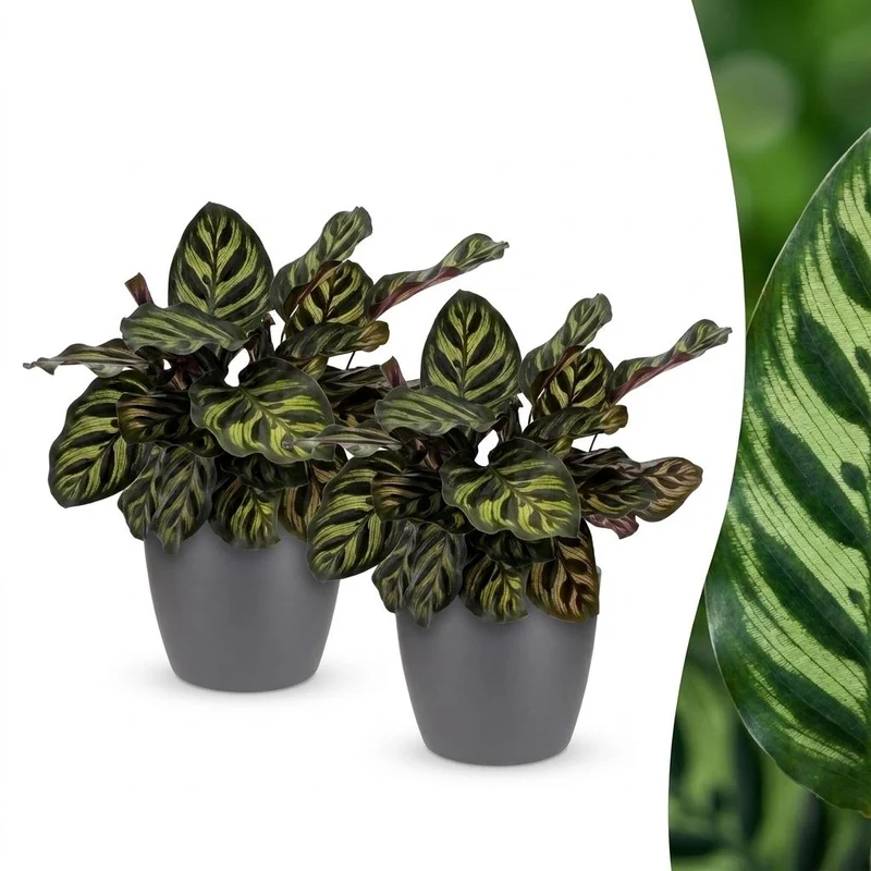 2x Calathea Makoyana - Pauwenplant met grijze pot