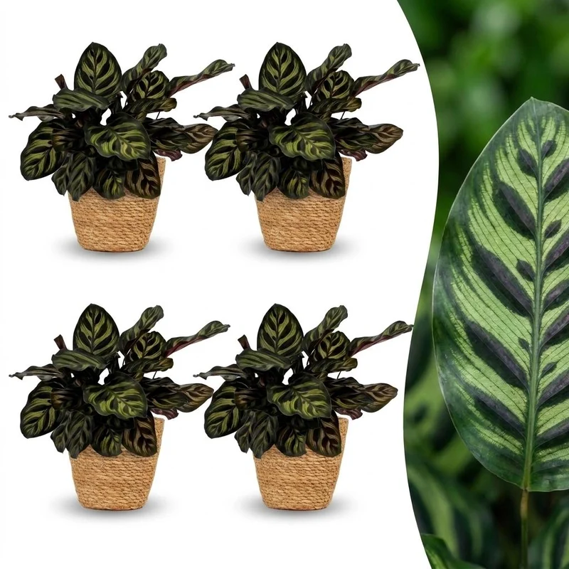 4x Calathea Makoyana - Pauwenplant met Mand