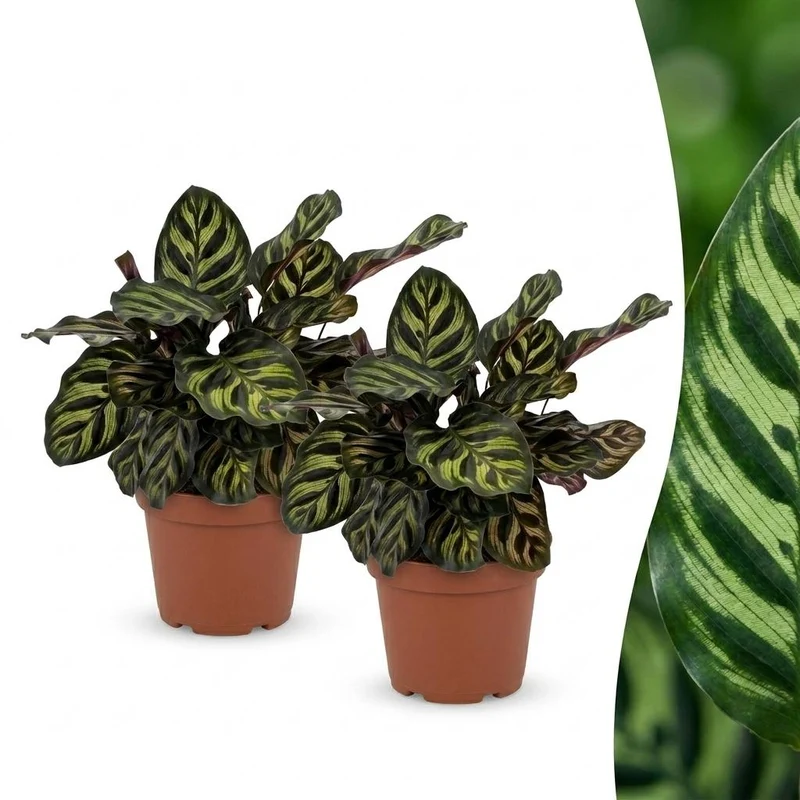 2x Calathea Makoyana - Pauwenplant