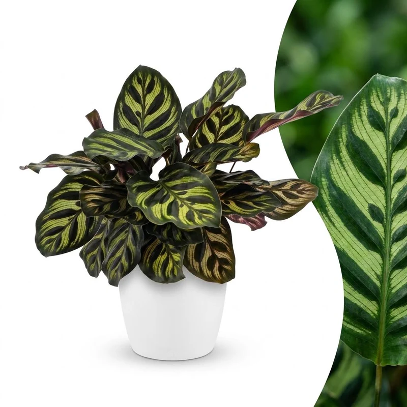 Calathea Makoyana - Pauwenplant - met witte pot