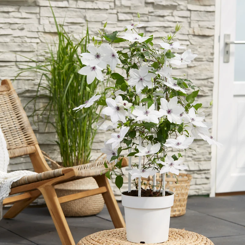 Clematis Garland Tsukiko, bloeiende klimplant