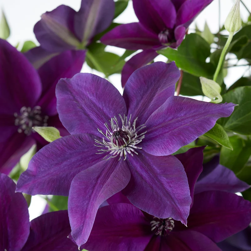 Clematis Double Up Barnadine + Masa, bloeiende klimplant