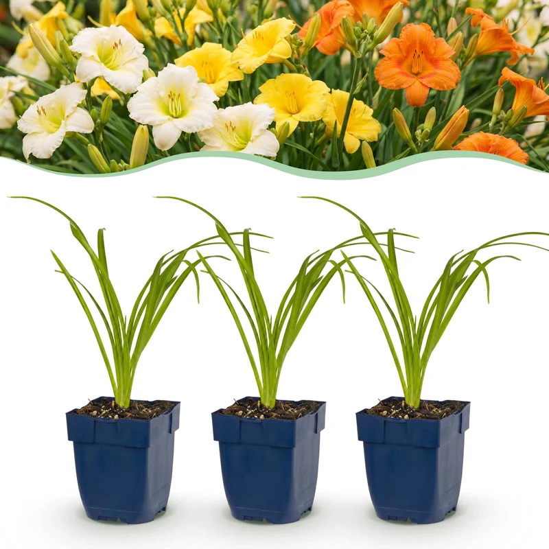 Daglelie Tricolour kopen, met crème, gele en rode bloemen (12x)