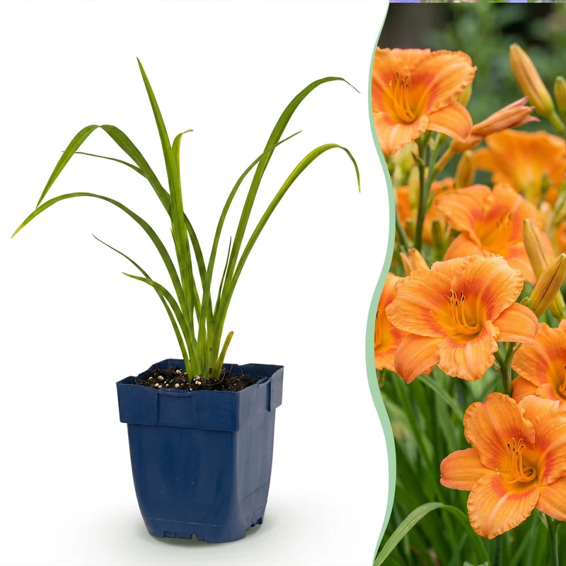 Daglelie Mauna Loa, met oranje bloemen (3x)
