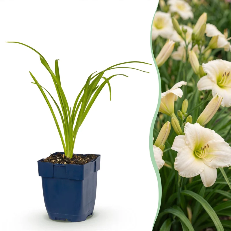 Daglelie Arctic Snow, 12x met crème bloemen