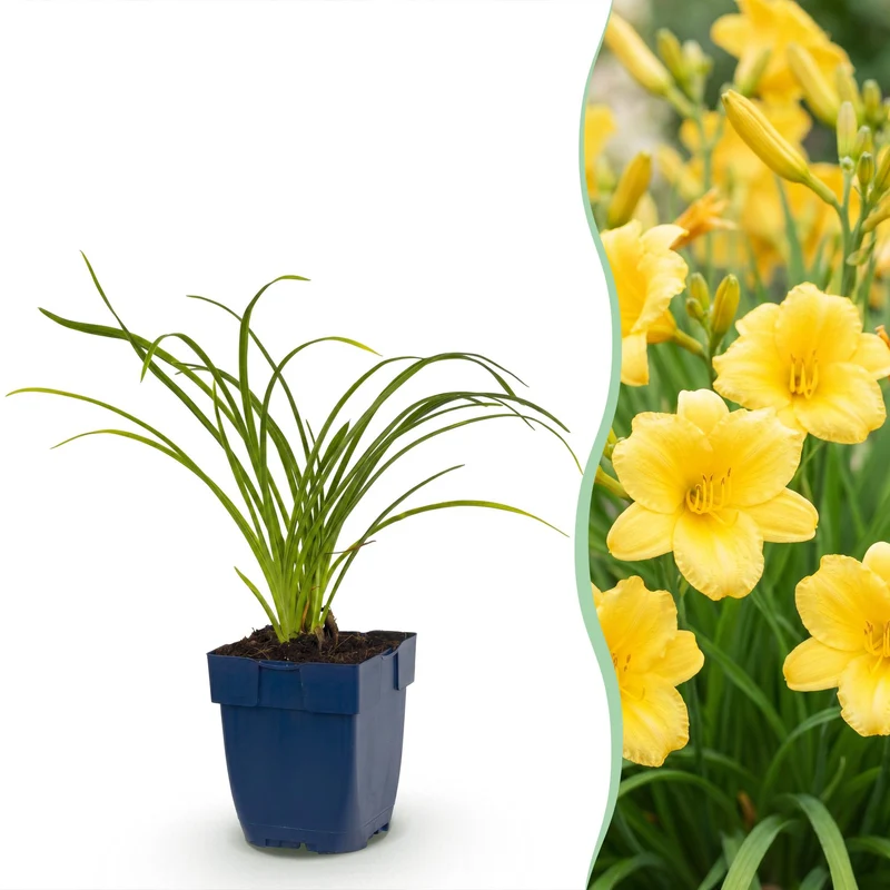Daglelie Stella d'Oro, met gele bloemen (24x)