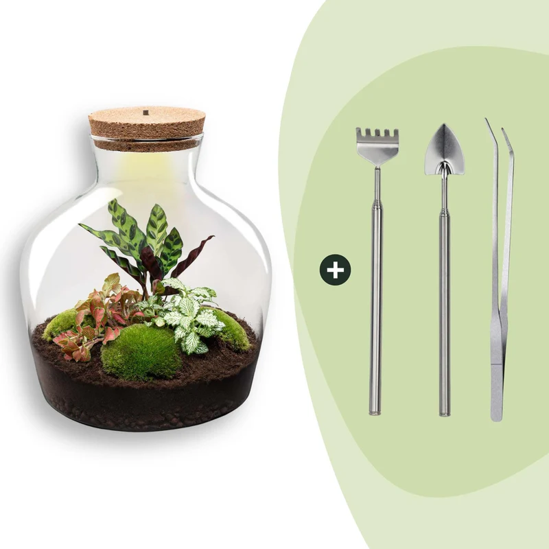 DIY plantenterrarium met licht, Fat Joe Red