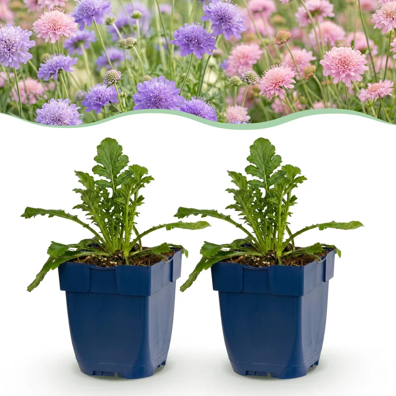 Duifkruid Duo, 24x met paarse en roze bloemen
