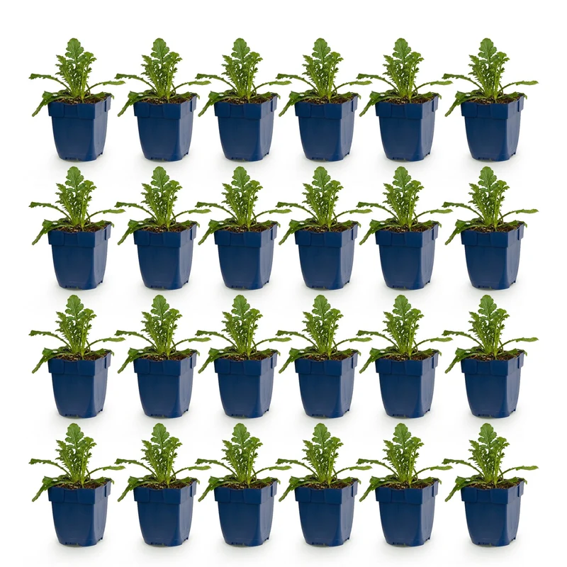 Duifkruid col. Butterfly Blue, met paarse bloemen (24x)