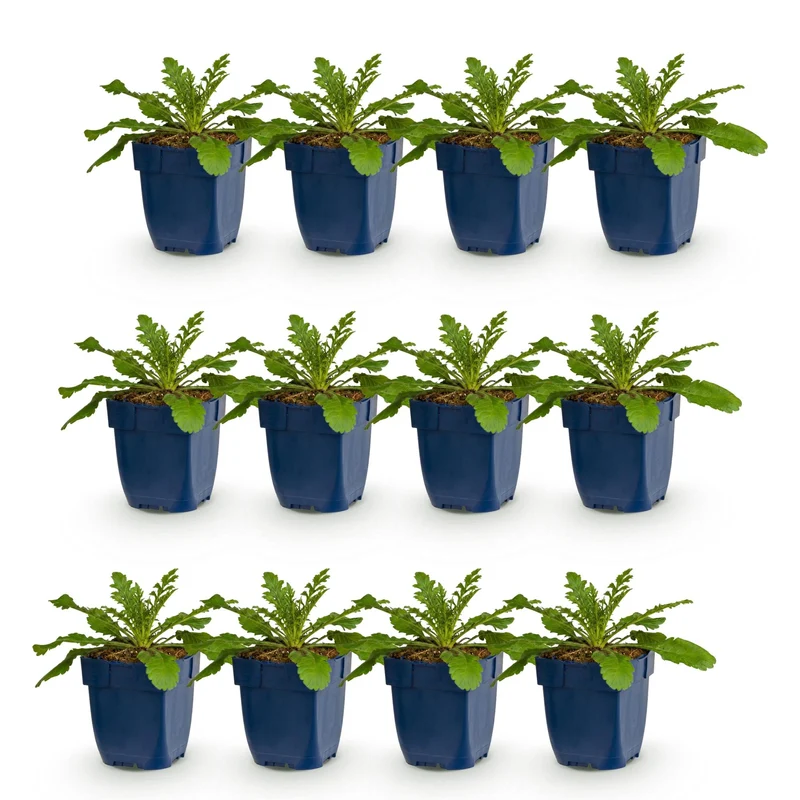 Duifkruid col. Pink Mist, met roze bloemen (12x)