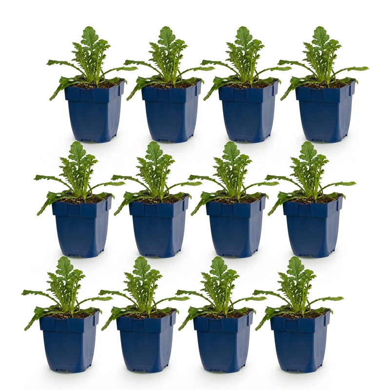 Duifkruid col. Butterfly Blue kopen, met paarse bloemen (12x)