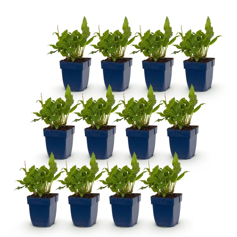 Duizendknoop ampl. Rosea, met roze bloemen (12x)