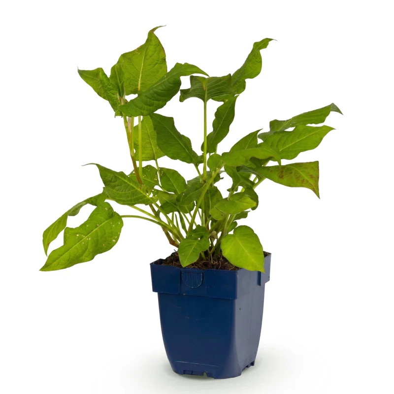 Duizendknoop amplexicaulis